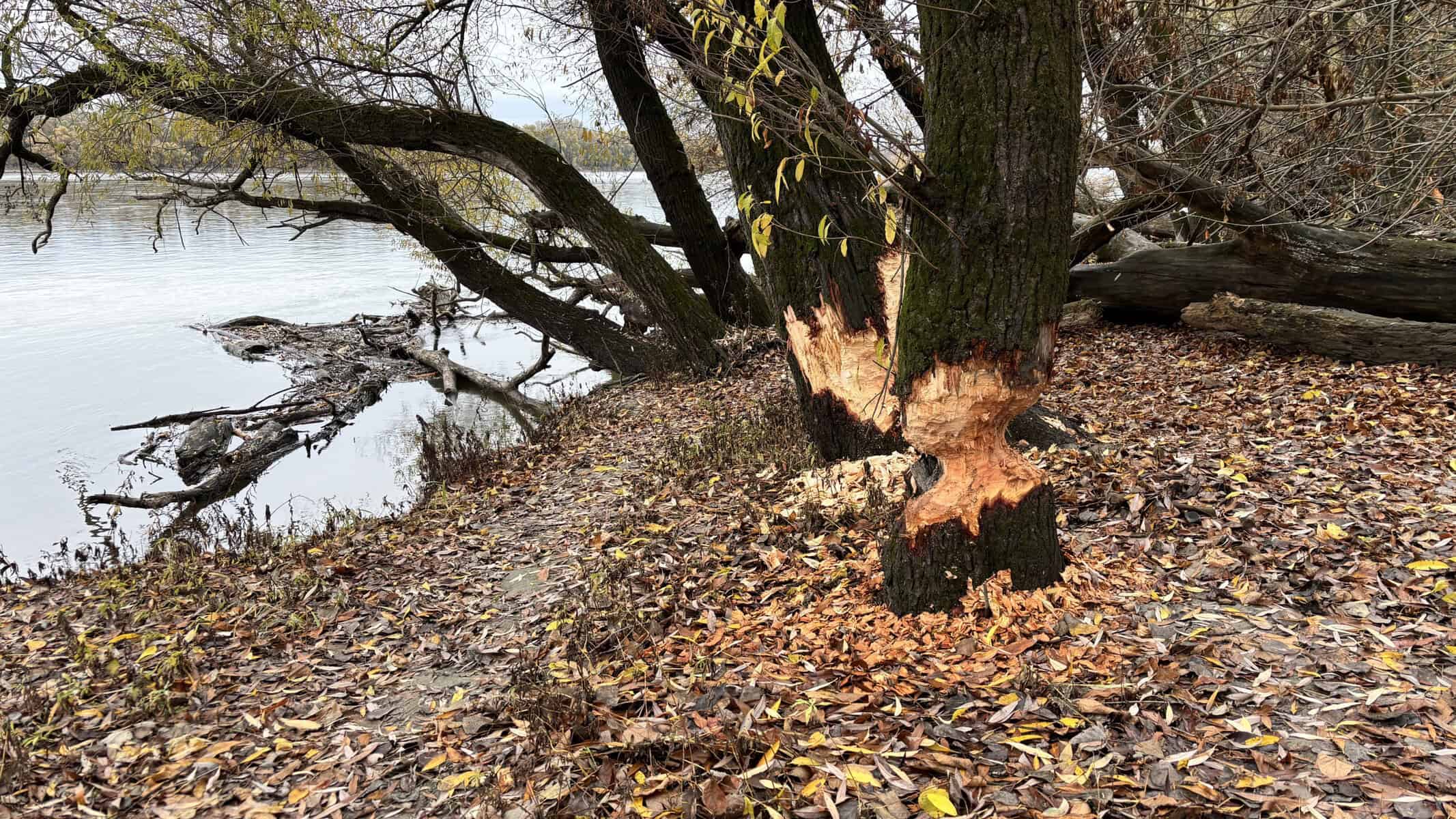 hódrágta fák dunapart